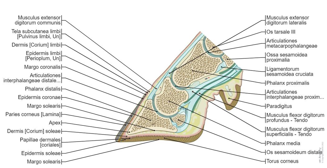 Anatomie Rind Allgemeine Anatomie des Bullen und der Kuh – Bildatlas : normale ...