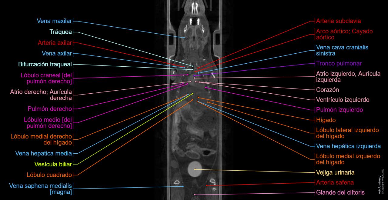 Anatomía del ratón de laboratorio : anatomía normal | vet-Anatomy