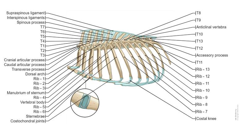 Accessory Rib Dog Canine arthrology (illustrations): normal anatomy | vet-Anatomy