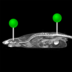 Maus - der ganze Körper CT mit Stiften