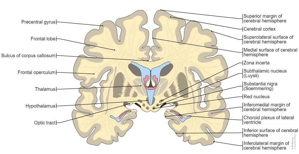 Brain Rotation Diagram Anatomical diagrams of the brain | e-Anatomy