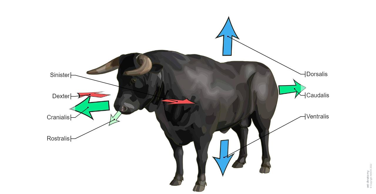 Anatomie Rind Allgemeine Anatomie des Bullen und der Kuh – Bildatlas : normale ...