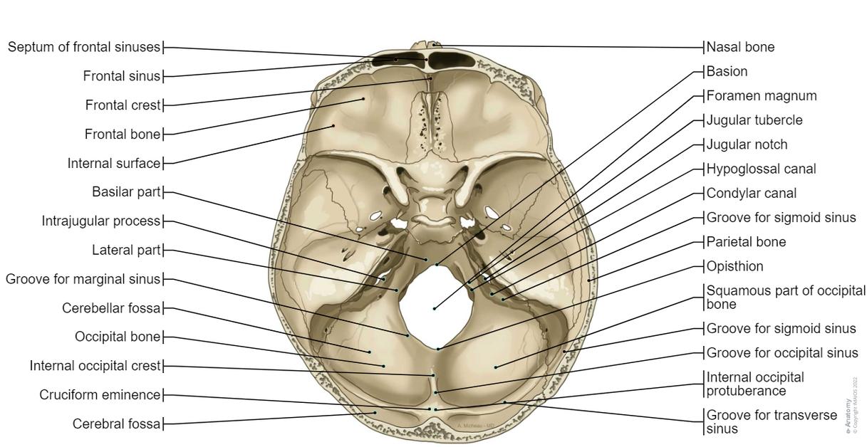Skull Illustrations: normal anatomy | e-Anatomy