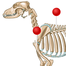 Hund – Knochen (Abbildungen) mit Stiften