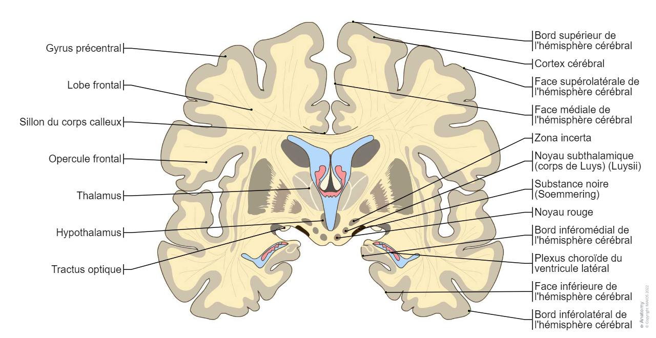 Cerveau Schémas : anatomie normale | e-Anatomy