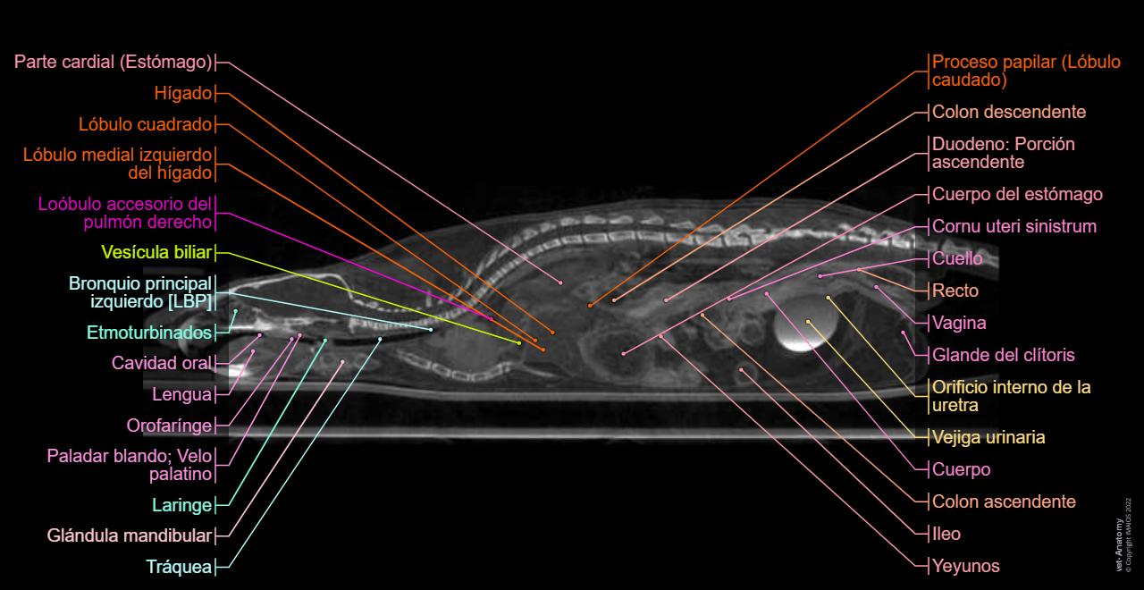 Anatomía del ratón de laboratorio : anatomía normal | vet-Anatomy