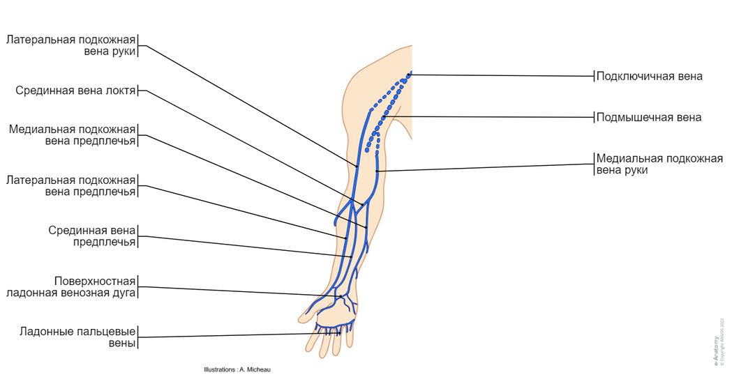 Pin em anatomy