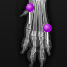 Hund – Osteologie (Röntgenaufnahmen) mit Stiften