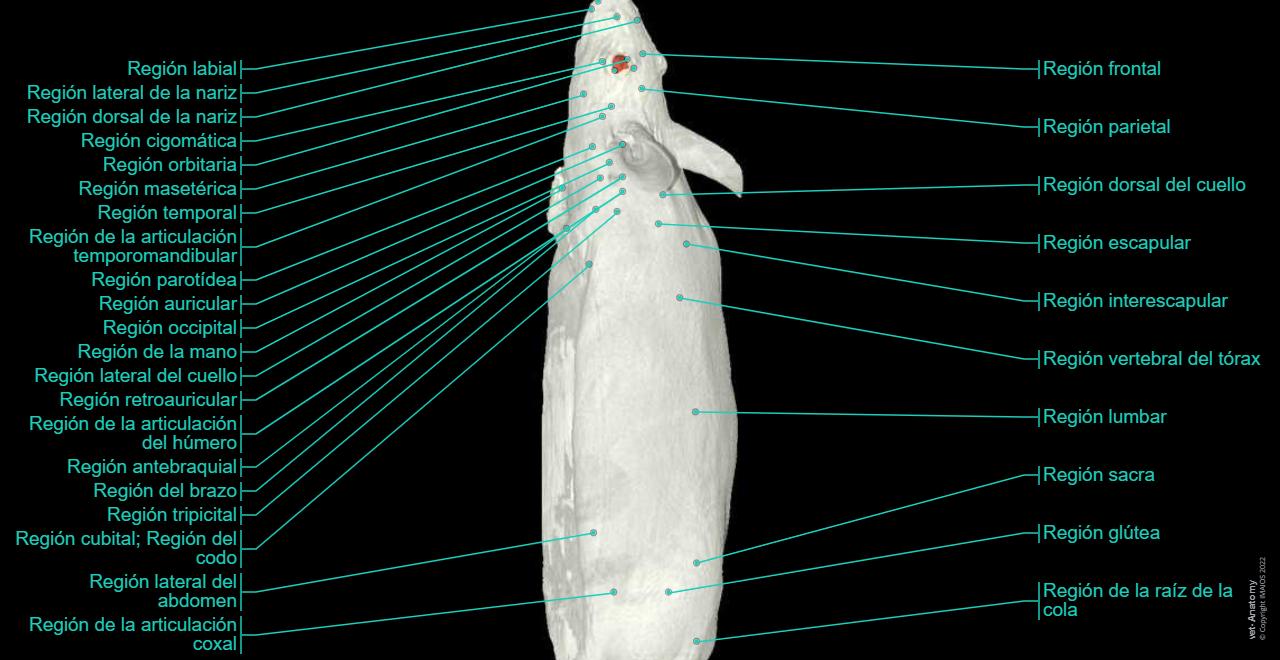 Anatomía del ratón de laboratorio : anatomía normal | vet-Anatomy